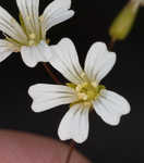 Pitcher's stitchwort